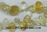 CCH312 15.5 inches 10*15mm citrine chips gemstone beads wholesale