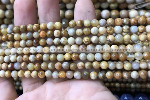 CFC320 15.5 inches 4mm round fossil coral beads wholesale