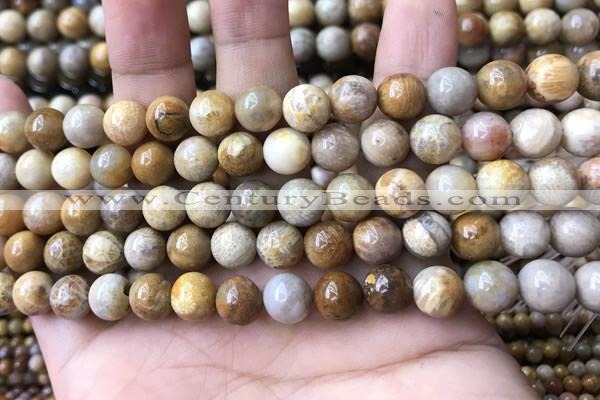 CFC322 15.5 inches 8mm round fossil coral beads wholesale